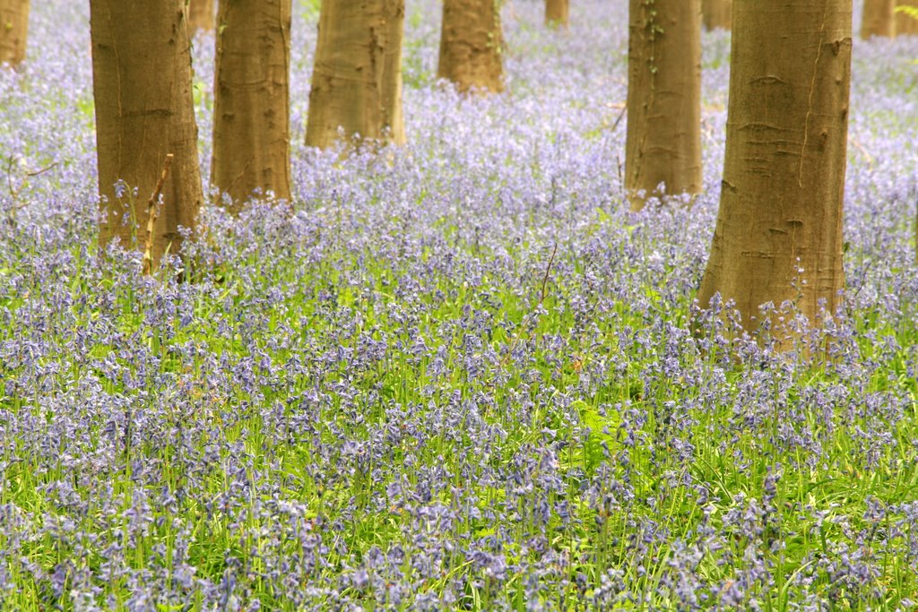 Bluebells in the Halle wood