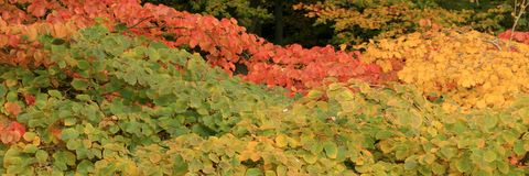 Autumn in the Solvay Domain (La Hulpe)