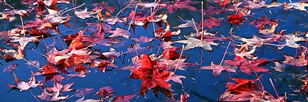 Liquidambar leaves lay motionless on the main pond of the park