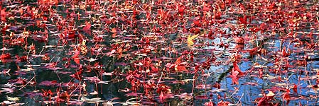 A sea of Liquidambar leaves