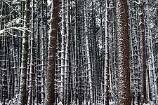 Snow covering everything converts a familiar wood into a fantastic universe