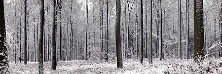 Même les grands hêtres de la forêt de Soignes sont transformés par la neige. C'est tellement le cas que je m'y suis perdu !