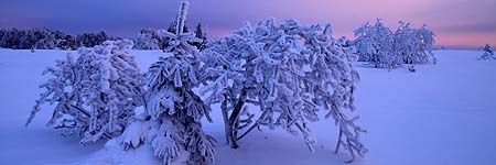 Frost at sunrise - Baraque Michel