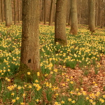 Un champ de jonquilles dans les bois du domaine Solvay, à La Hulpe