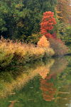 Réflexion des arbres dans un des étangs du Domaine Solvay à La Hulpe (Belgique)