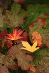 Autumn leaves details