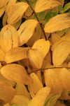 Détails de feuilles d'automne