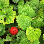 Dernier souvenir de l'été, une fraise sauvage semble prête à rester rouge et verte pendant les mois à venir