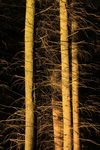 With the sun at a low angle, this was the ideal moment to make these pine trees stand out from the background