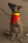 Dog wearing Belgian colours