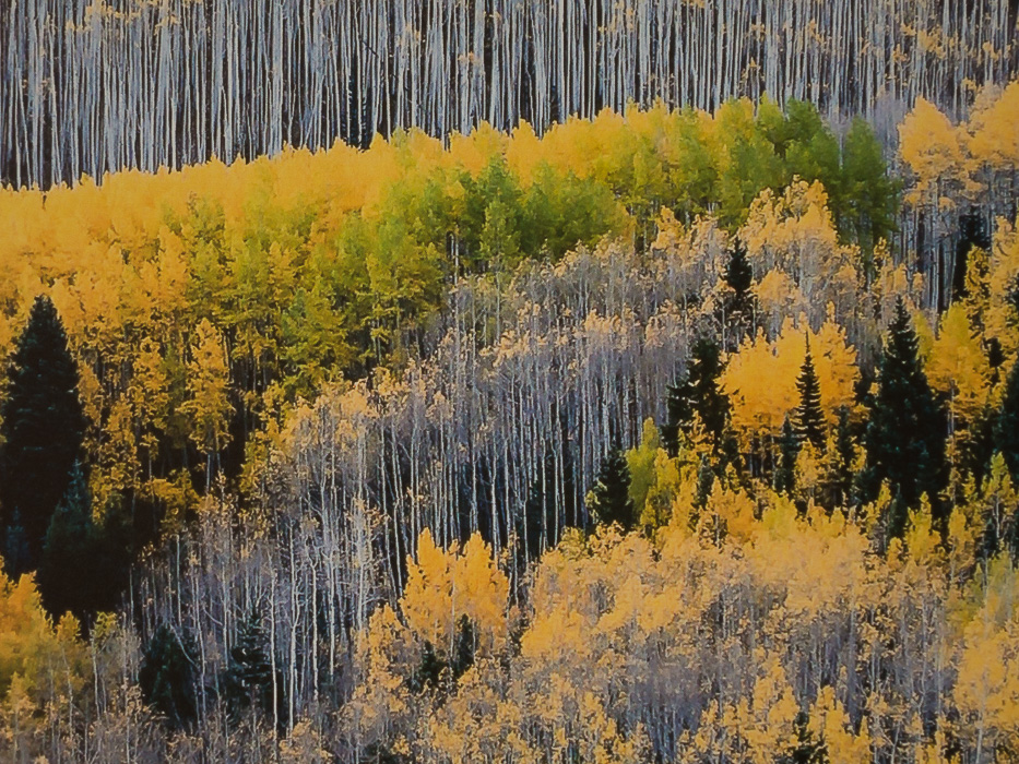 Maroon Creek valley, near Aspen, CO - Details of the Dibond print