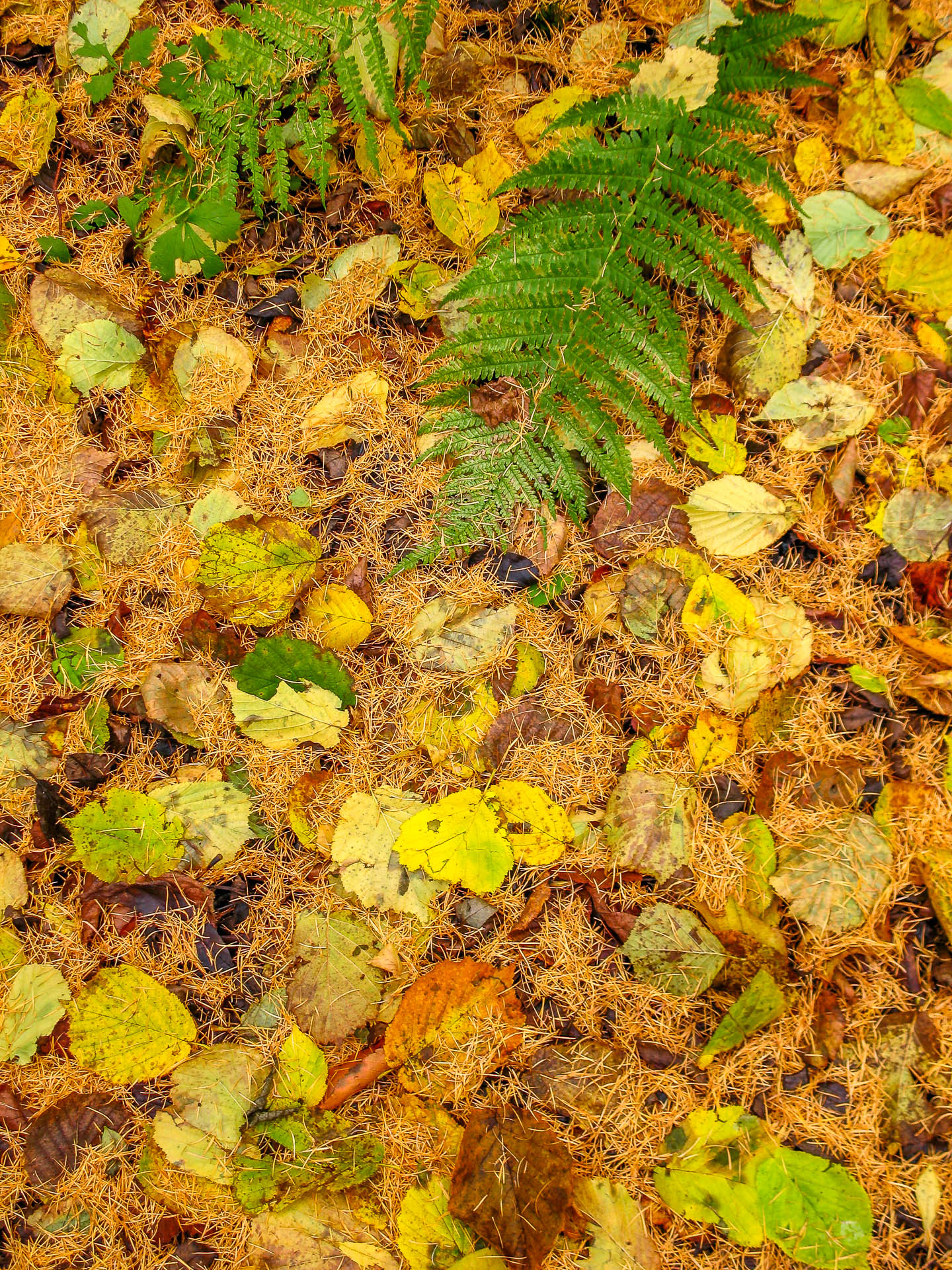 Autumn mix (Ardennes, Belgium)