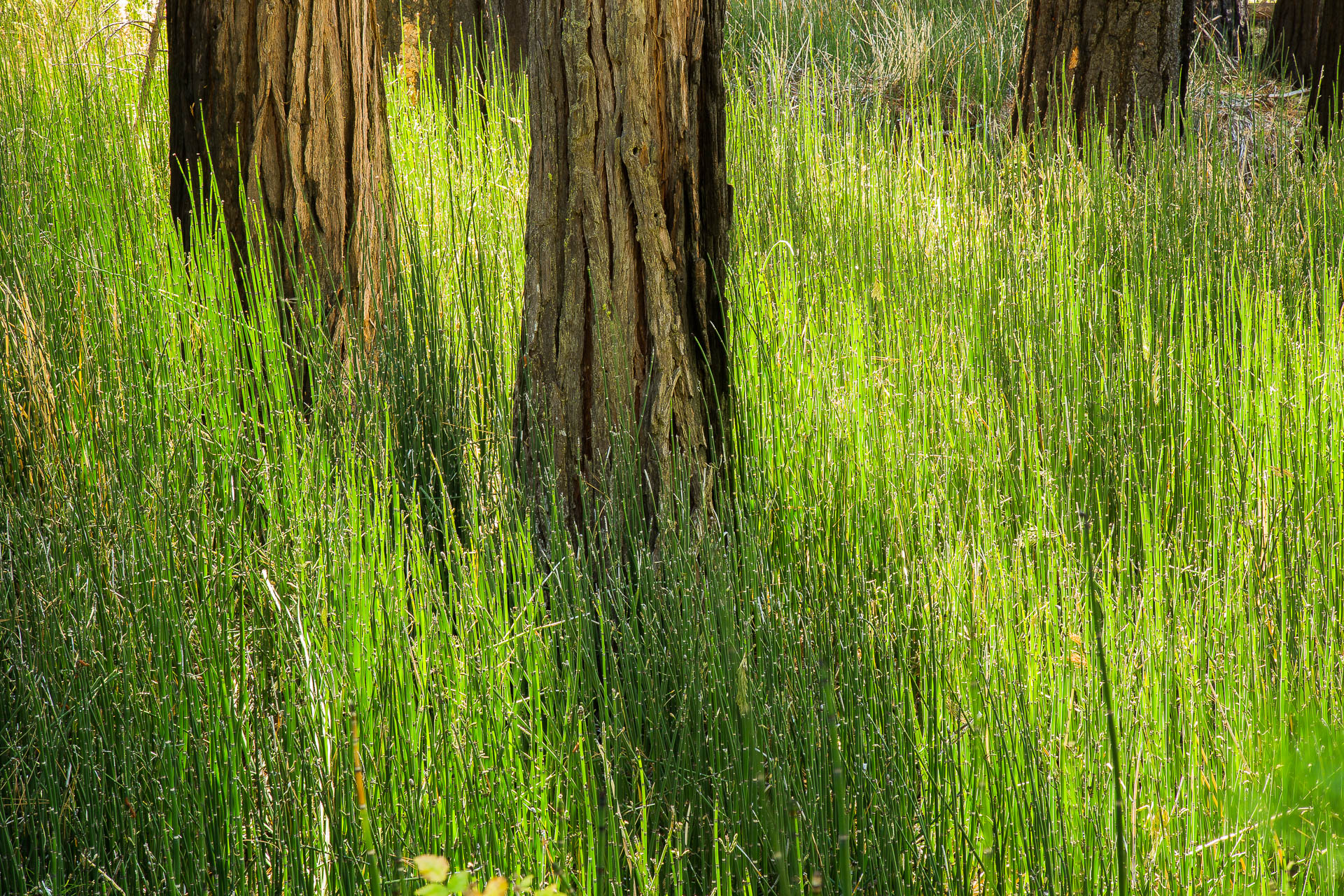 Grasses and pines (Yosemite Valley)