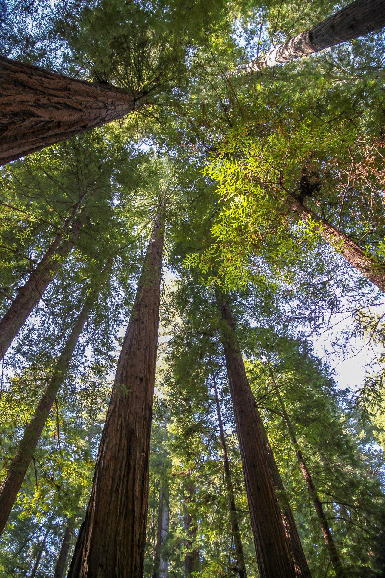 Sequoias in Humboldt Redwoods State Park