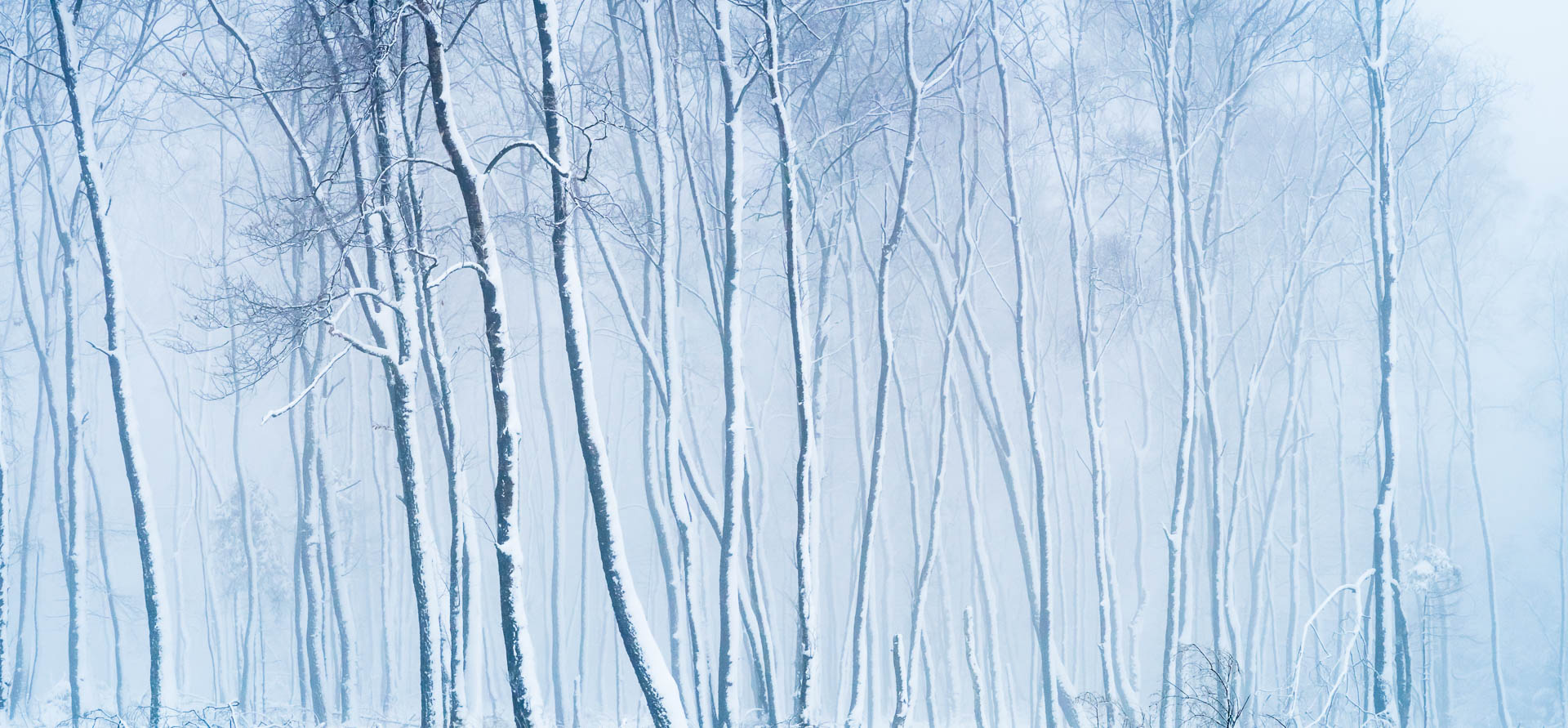 Snowy trees in the fog (Ternell, Belgium)