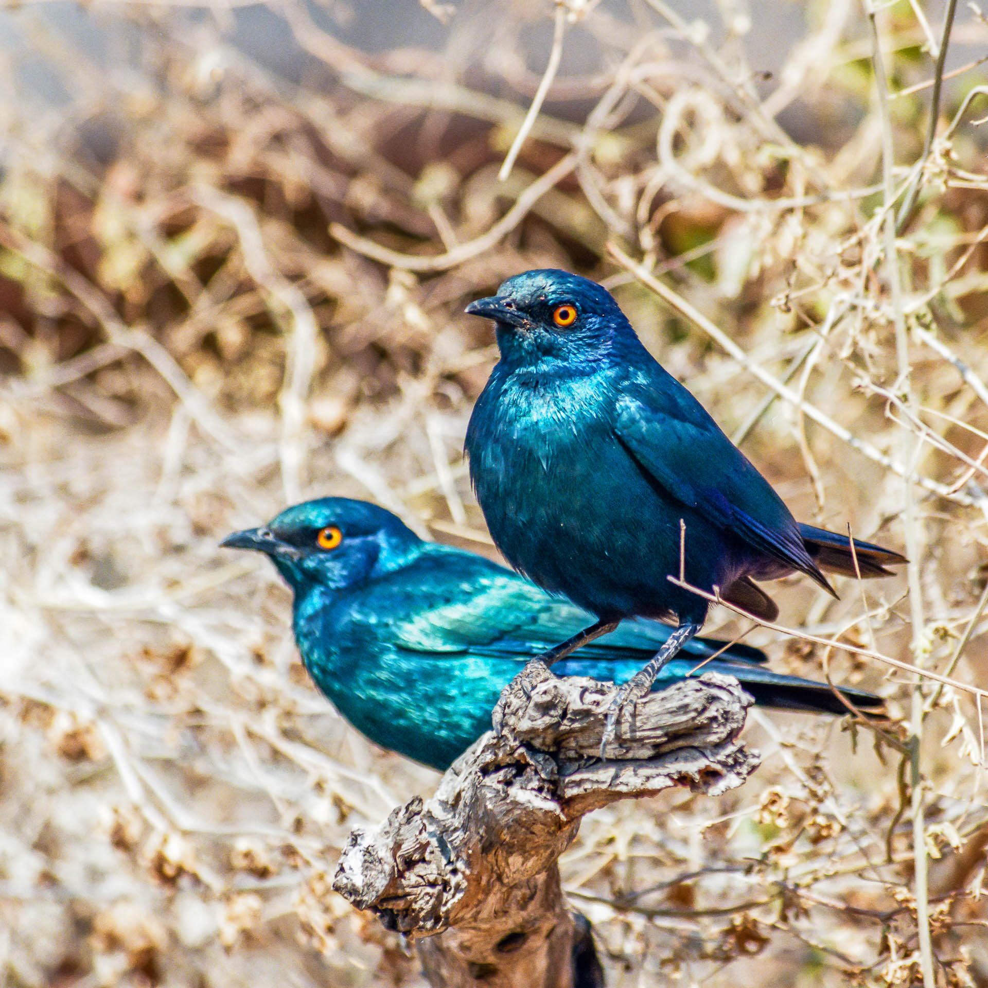 Greater blue-eared starling (South Africa)