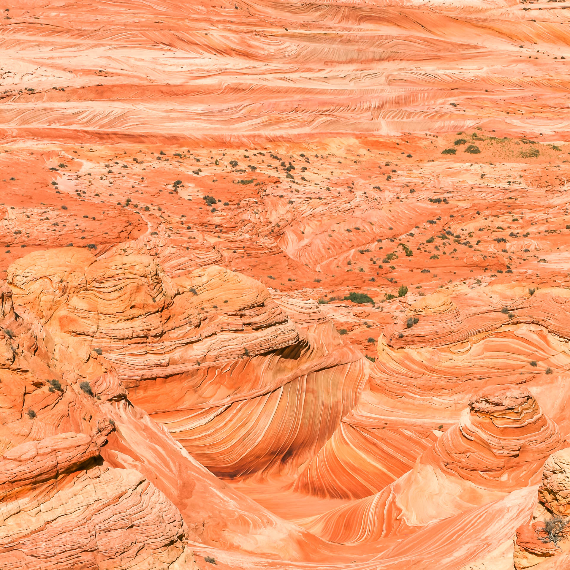 The convoluted fossilized dunes of North Coyote Buttes