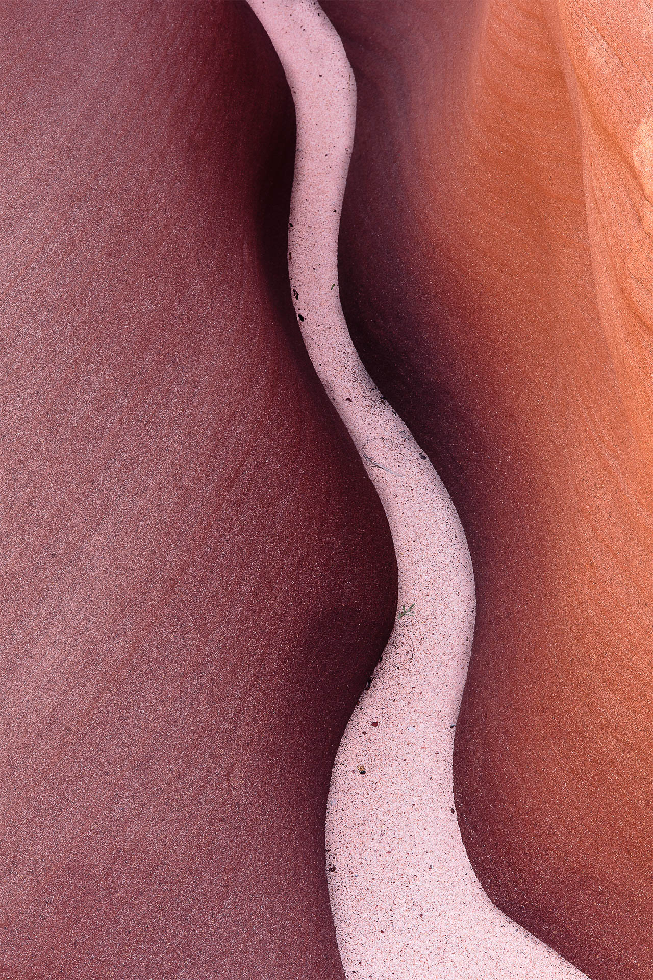 The Sand Snake