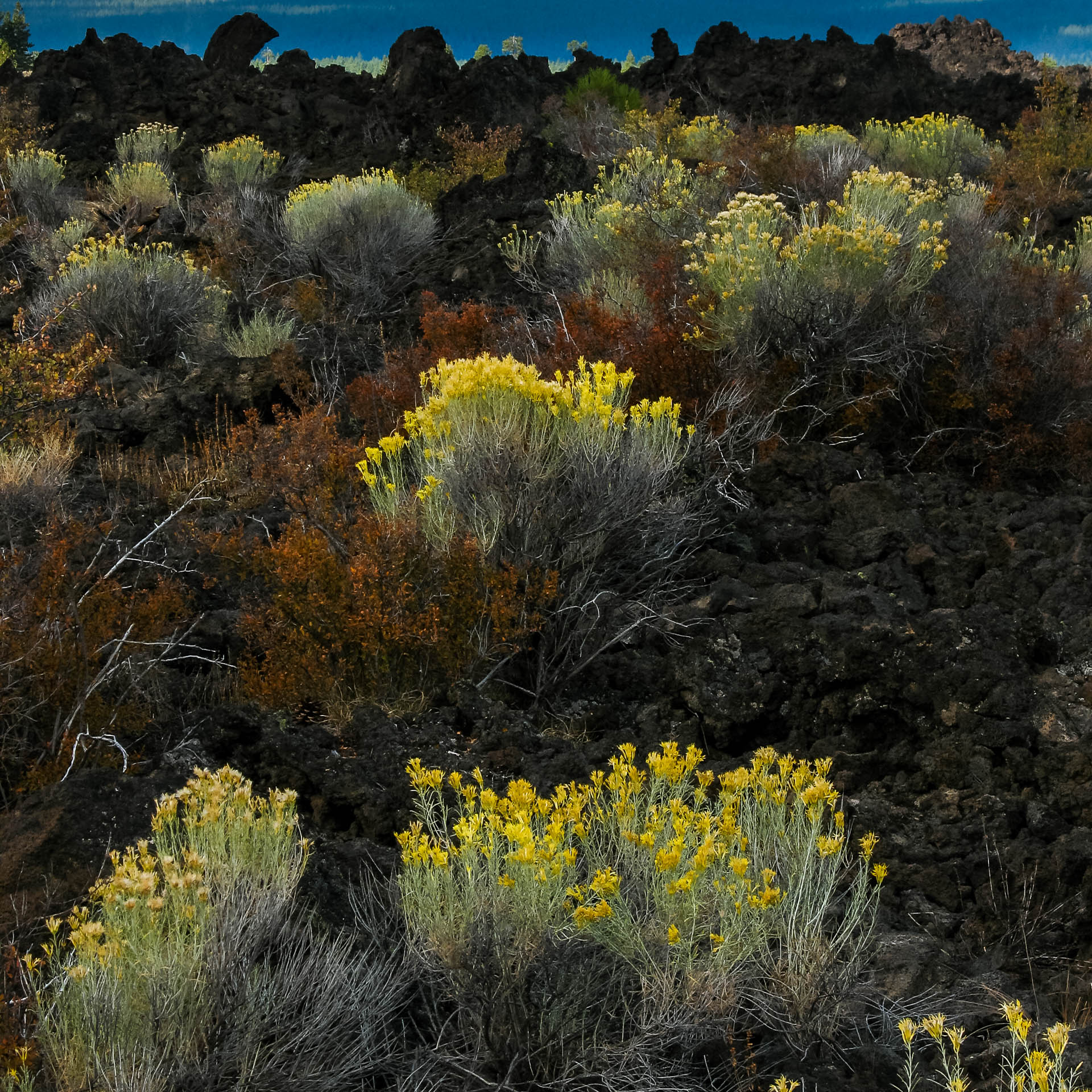 Contraste des fleurs et de la roche volcanique (Newberry Volcanic National Monument, Oregon)