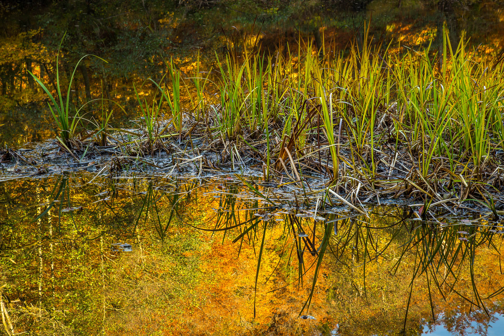 Reeds and reflection
