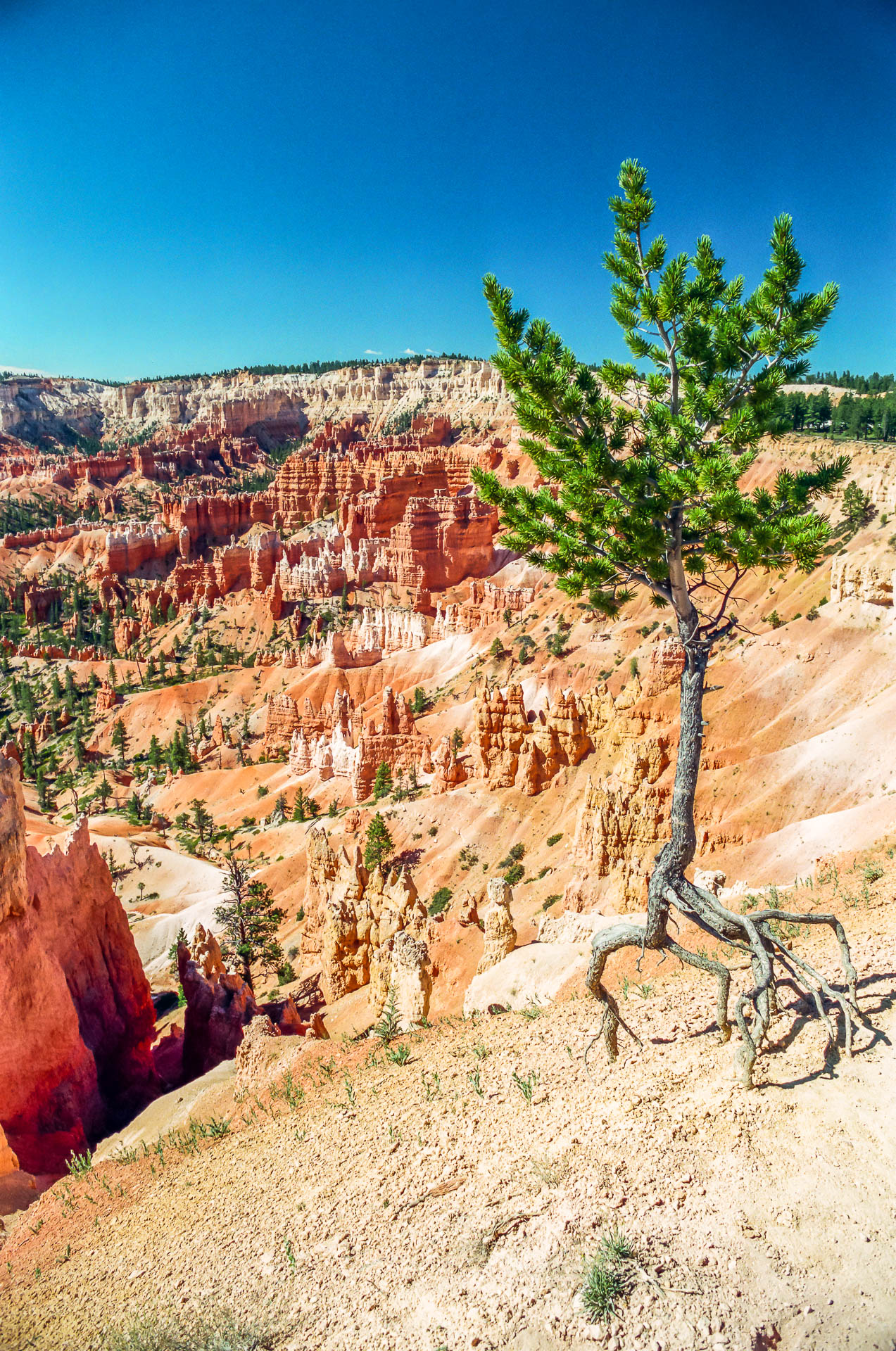 Risking its life (Bryce Canyon)