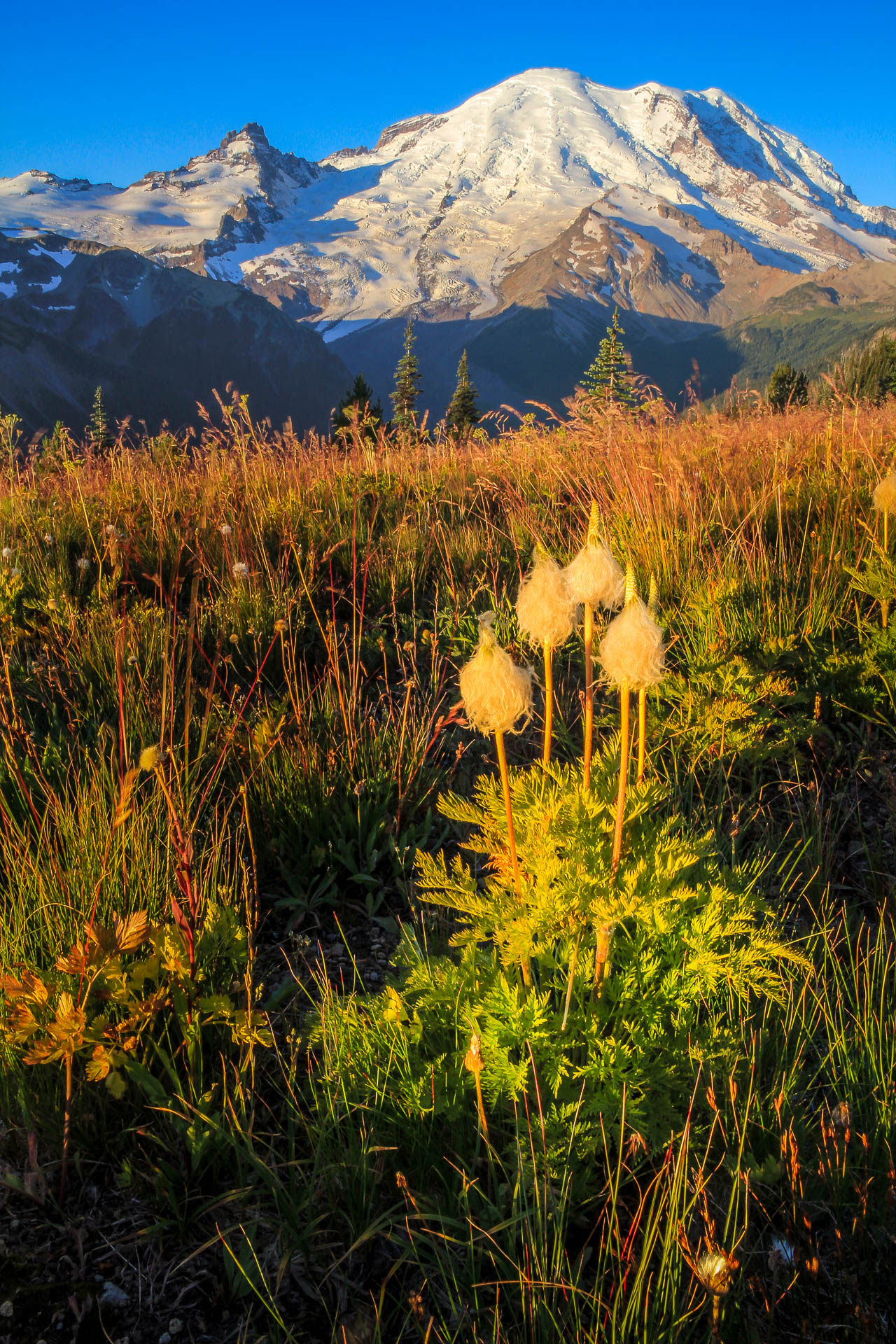 Mount Rainier and autumn flowers