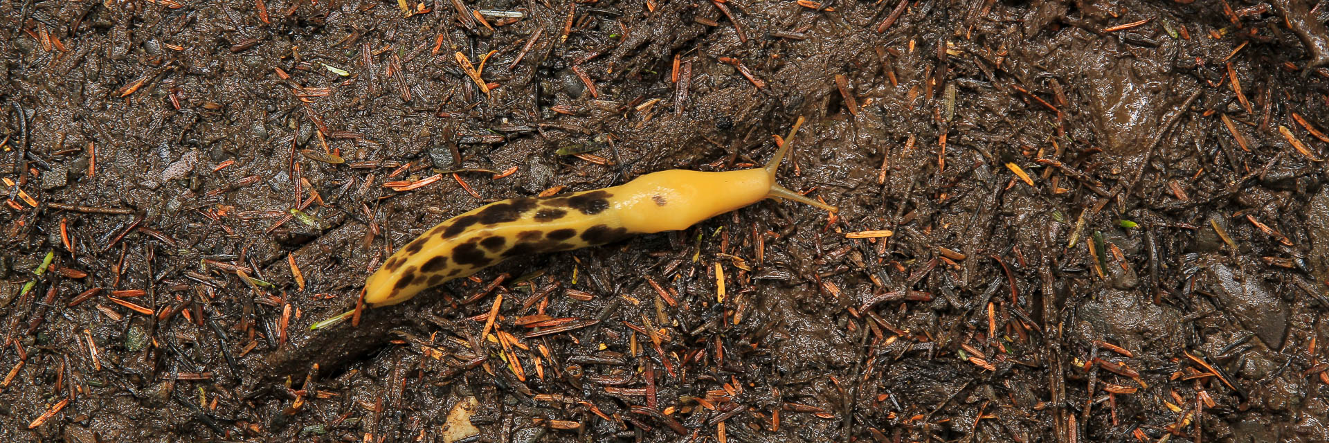 Race slug