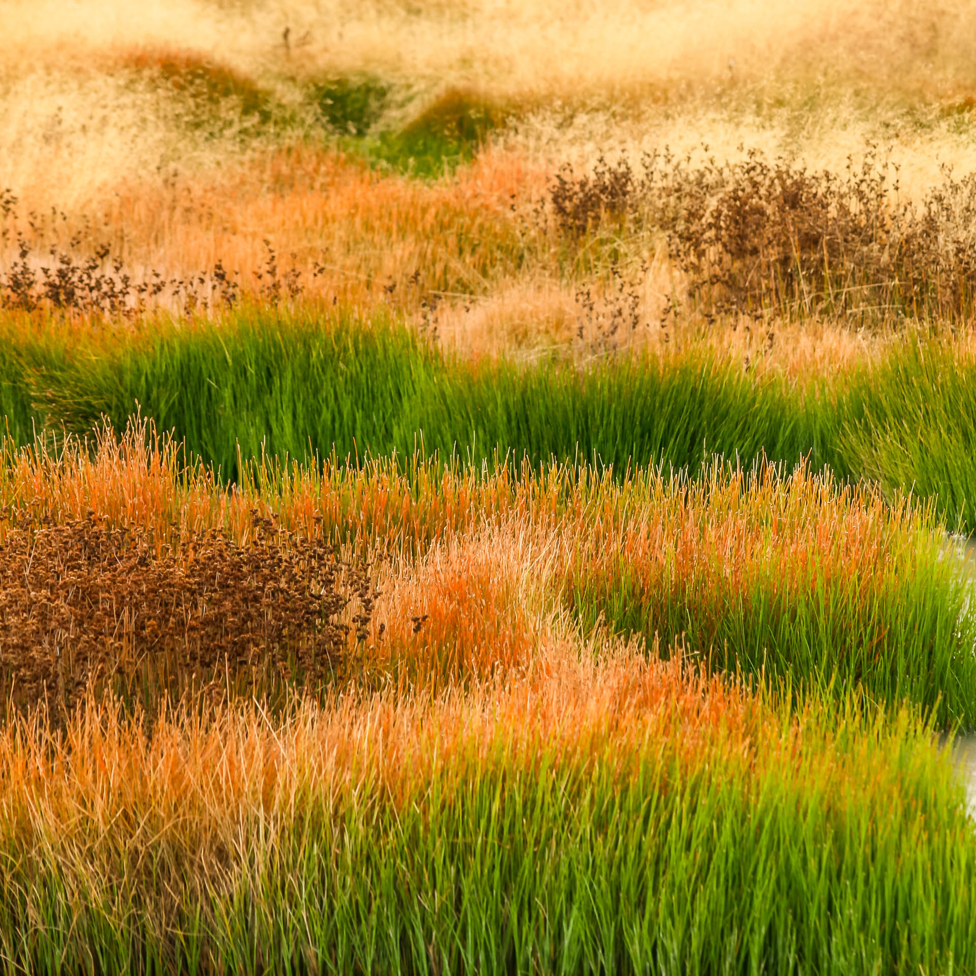 Colourful marsh