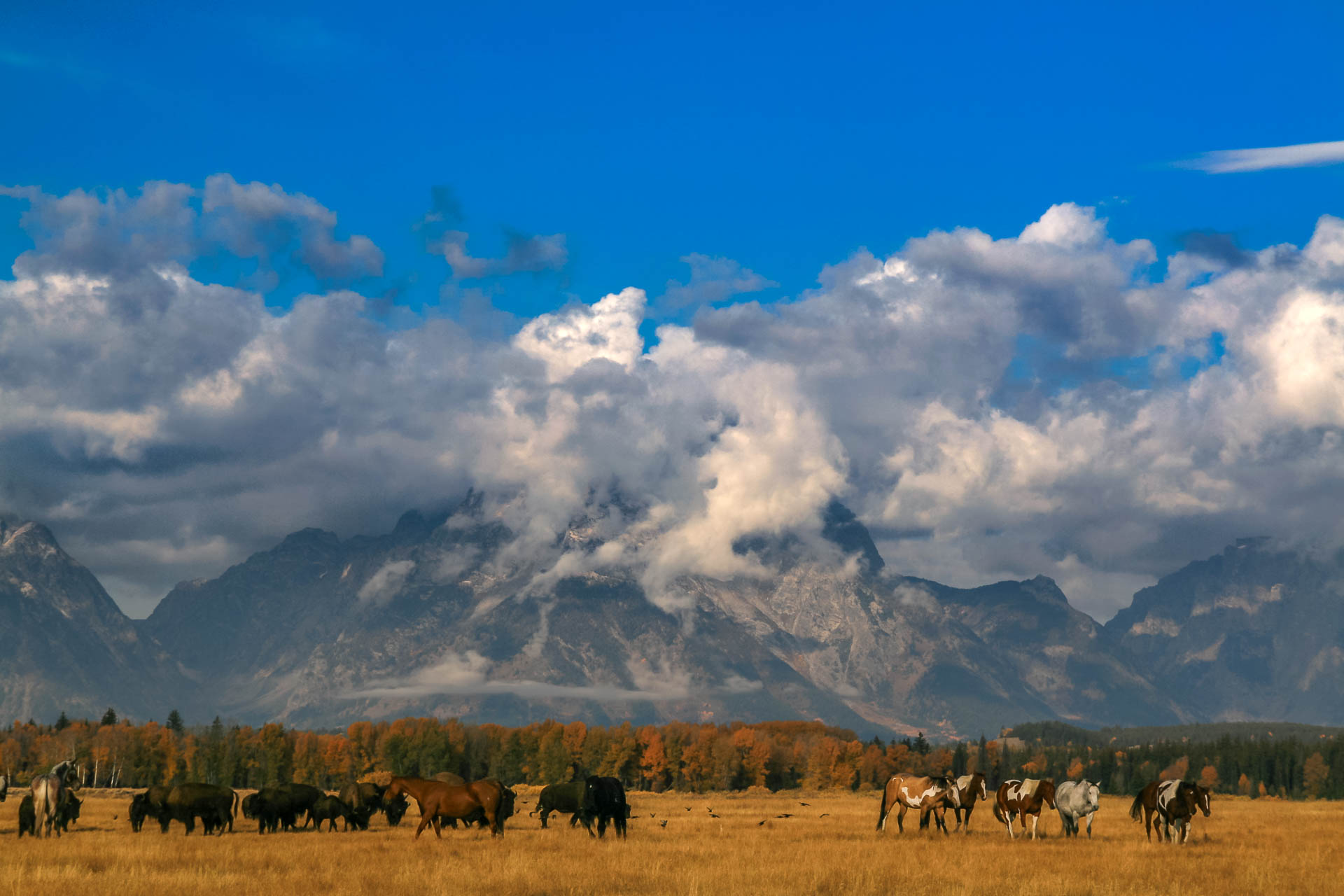 Bisons and horses at the foot of Mount Moran