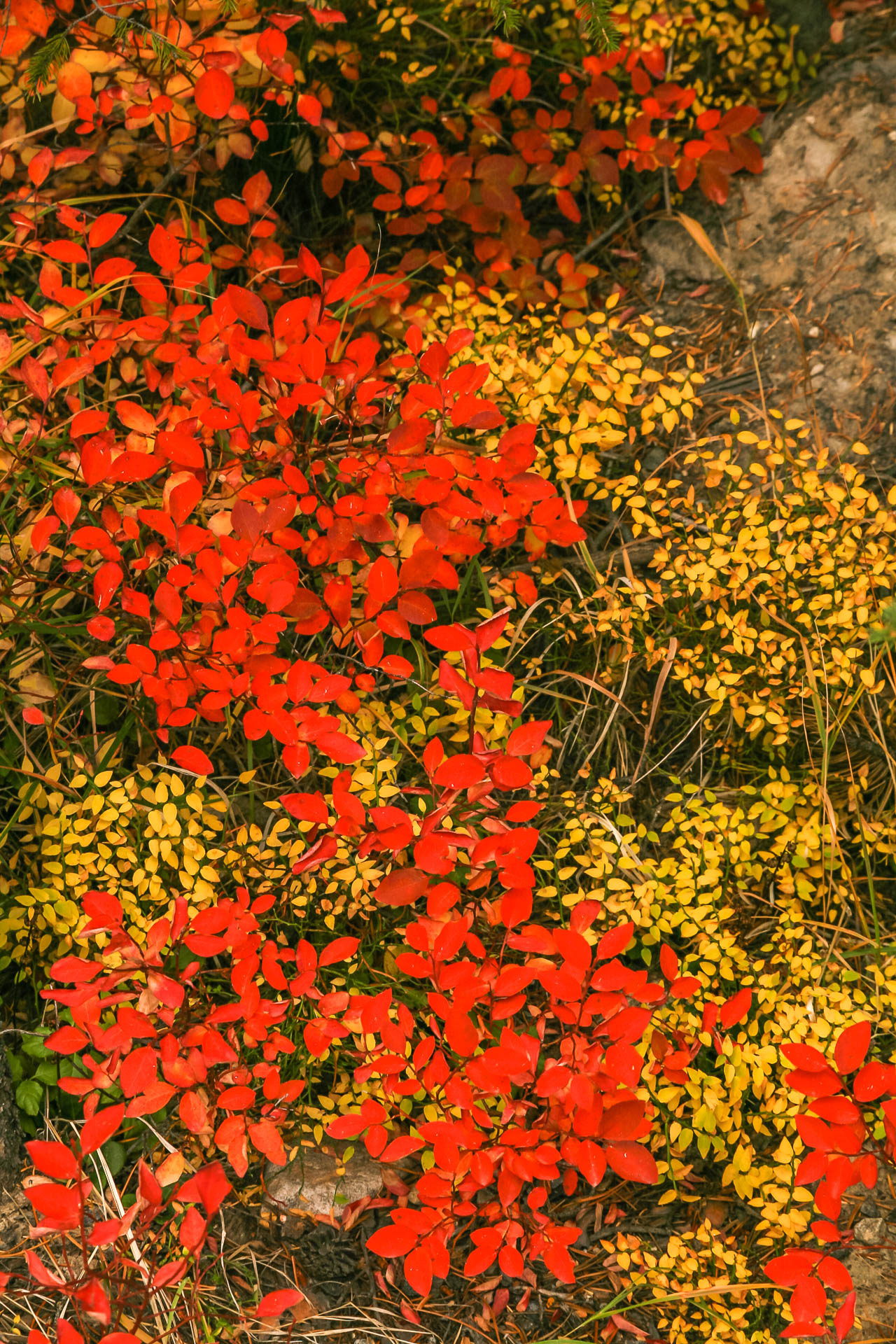Red and yellow (Grand Tetons National Park, Wyoming)