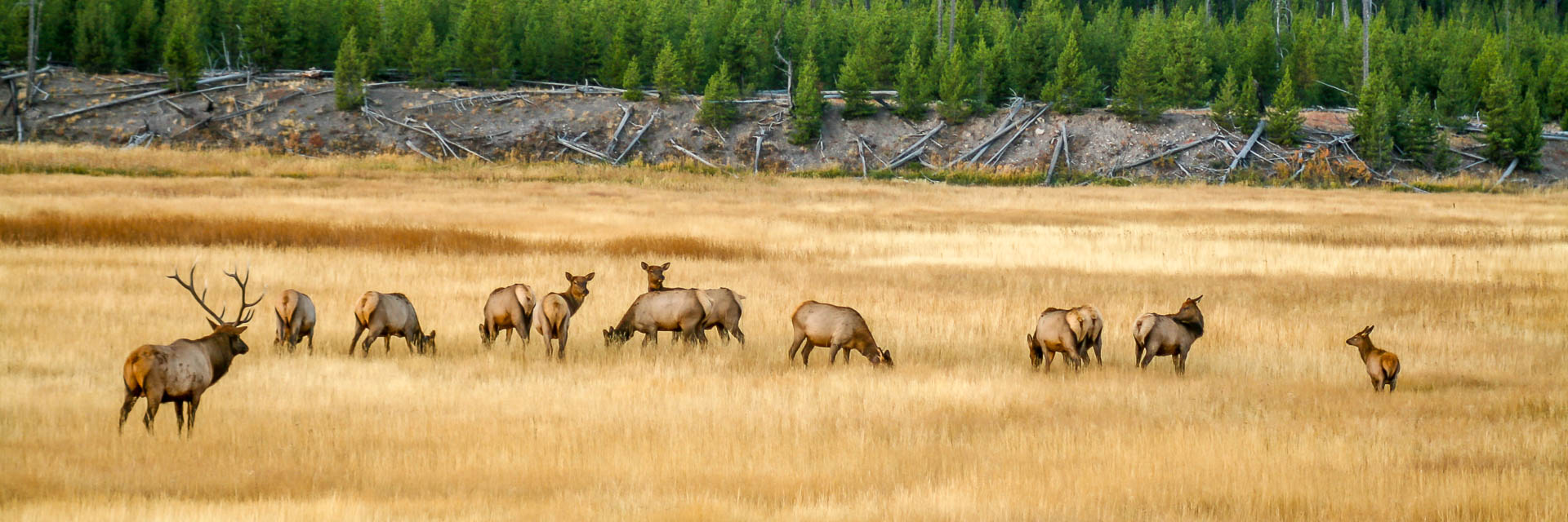 The king and its court (Yellowstone National Park)
